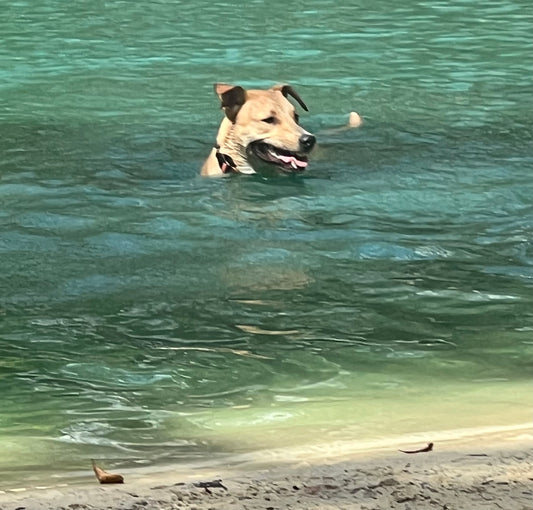 Sun's Out, Tongues Out: Ensuring Dog Park Safety for Every Dog Mom or Dad