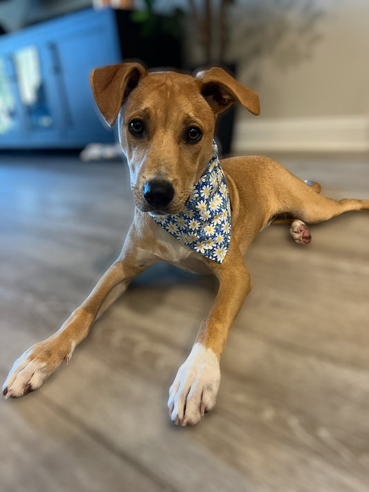 Tie on Dog Bandanas by Hound and a Hanky