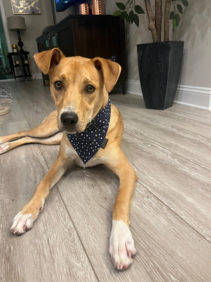 Star Spangled Dog Bandana Memorial Day/4th of July