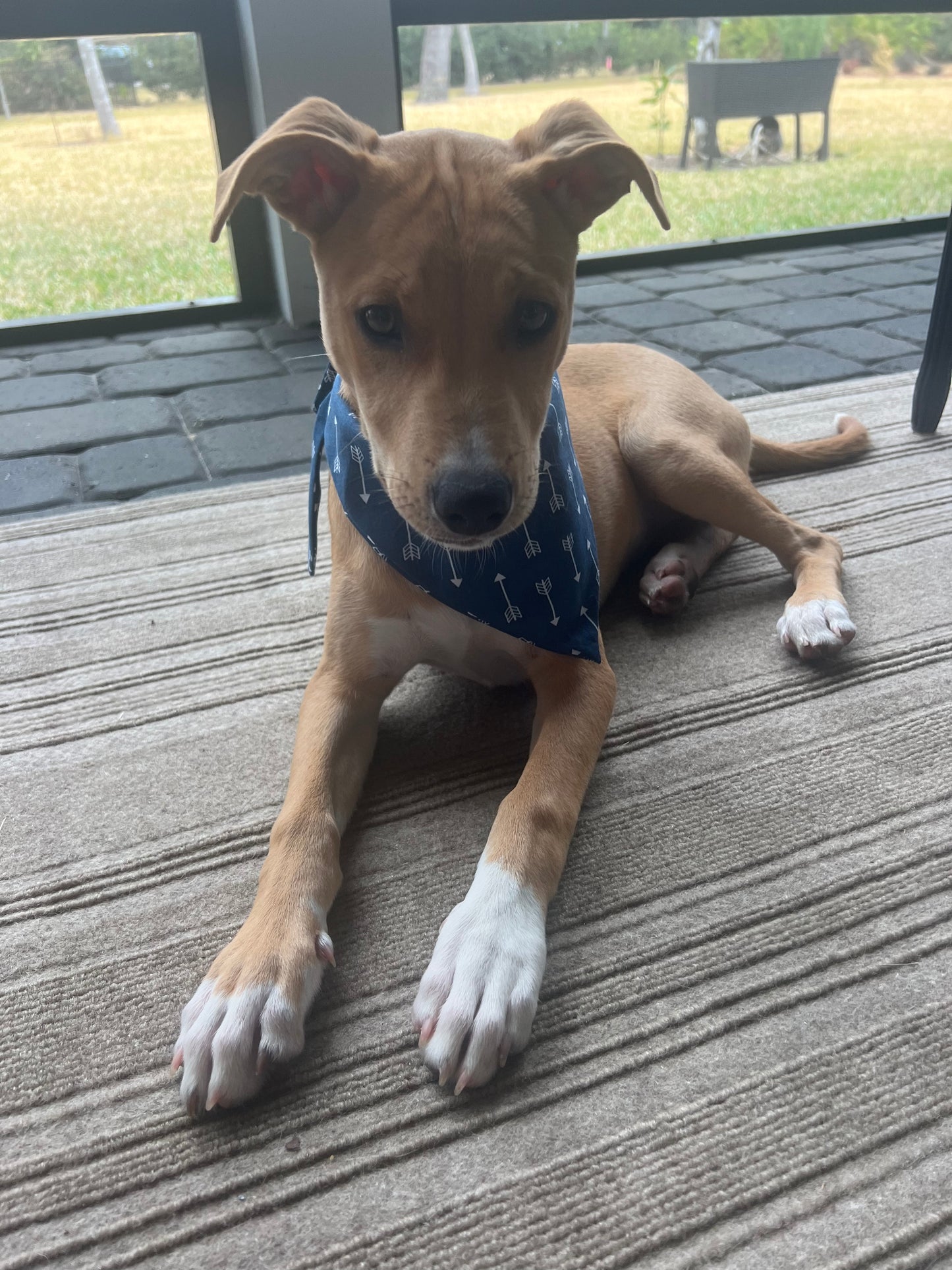 Navy Blue with Arrow Design Classic Tie on Custom Dog Bandana