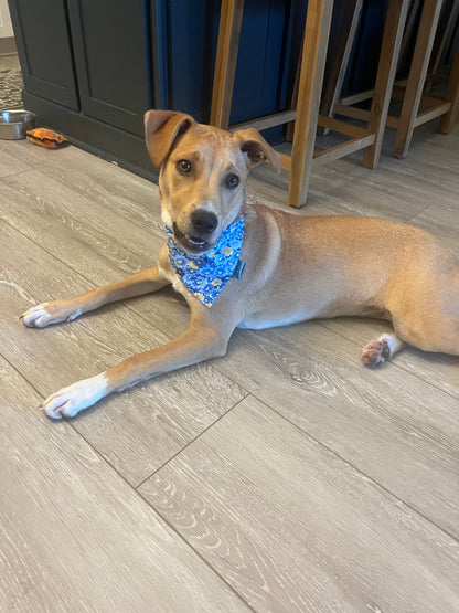 Blue Floral Dog Bandana